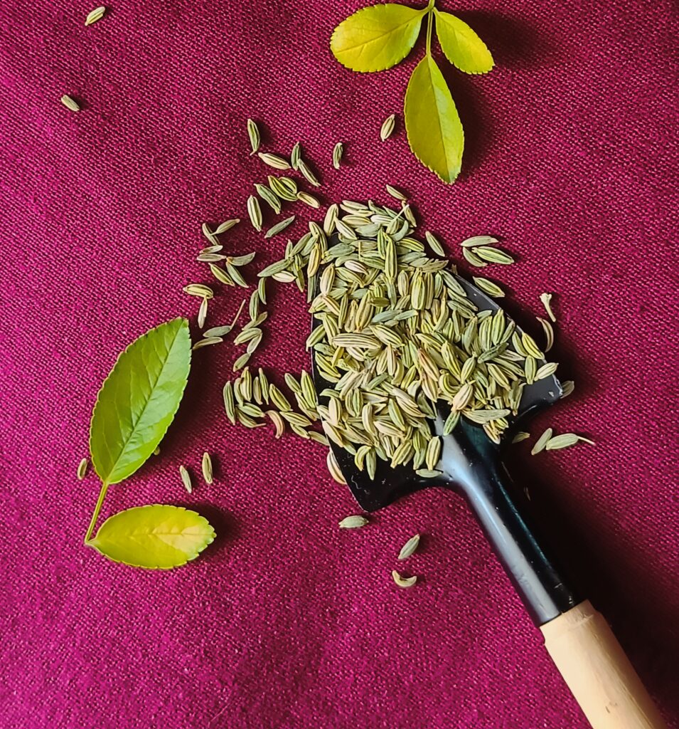 ब्रेस्ट मिल्क बढ़ाने के लिए सोंफ