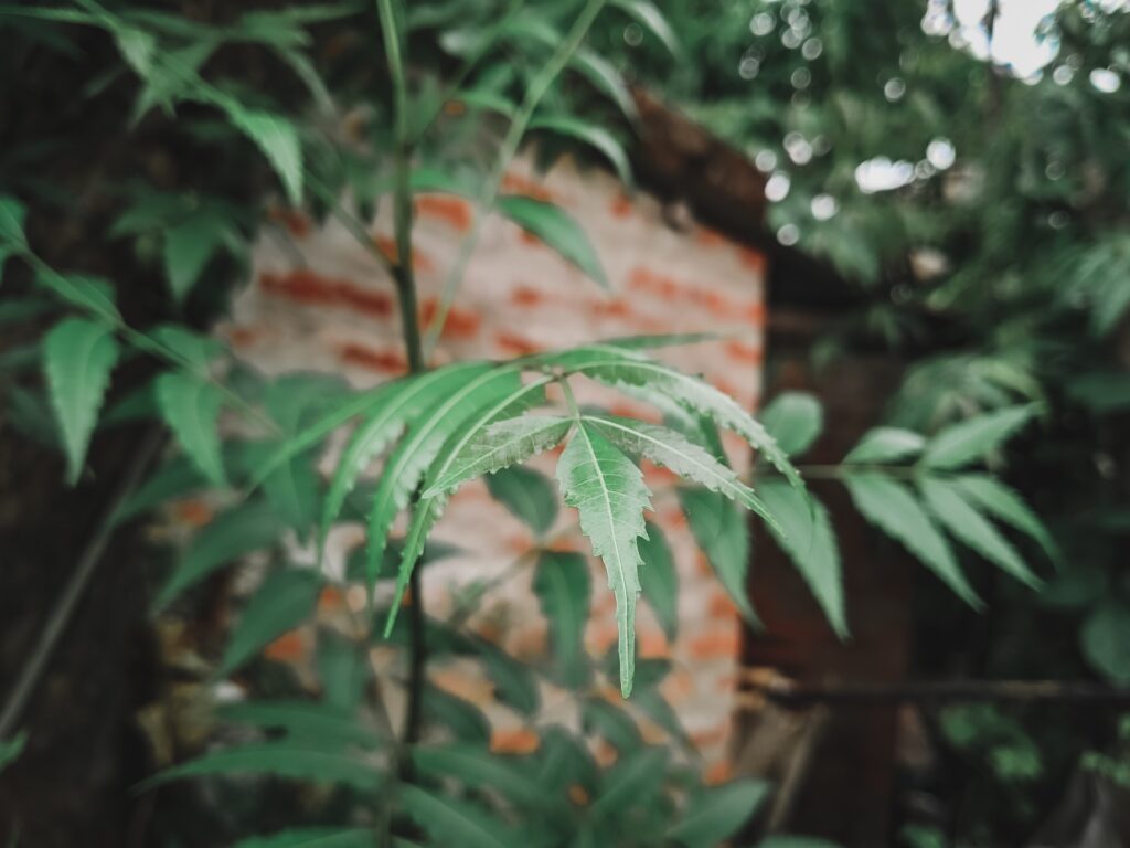 नीम मच्छरों को फैलने व काटने पर लगाएं